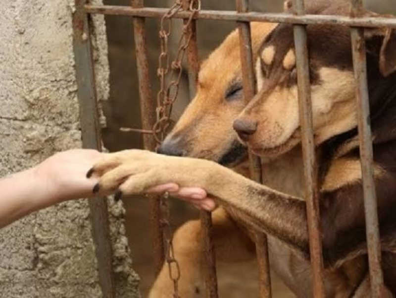 Ministério Público de SP recomenda ação civil aberta por ONGs pedindo a proibição de venda de animais