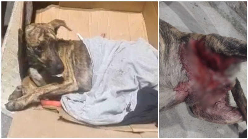 ​Cachorro é resgatado após ser atropelado e abandonado na madrugada, em Cubatão, SP