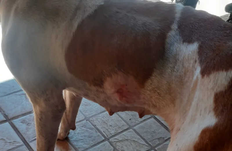 Cachorro estava com um ferimento na região do abdômen — Foto: Polícia Ambiental