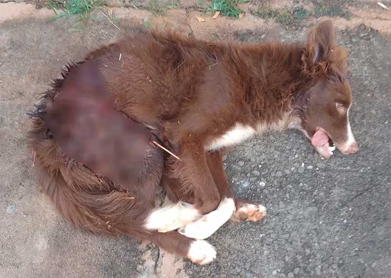 Mulher é multada em R$ 9 mil por maus-tratos e morte de cão da raça border collie, em Teodoro Sampaio, SP