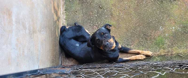 Mulher é multada por maus-tratos e morte de cão, em Teodoro Sampaio (SP) — Foto: Polícia Ambiental