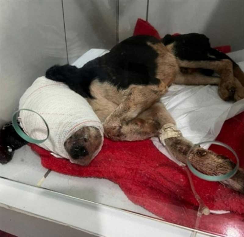 Tutor é detido por maus-tratos em Terra Roxa (PR); cachorro ficou com rosto desfigurado