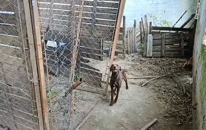 Falso adestrador que abrigava cachorros irregularmente é preso por maus-tratos em Várzea Paulista, SP