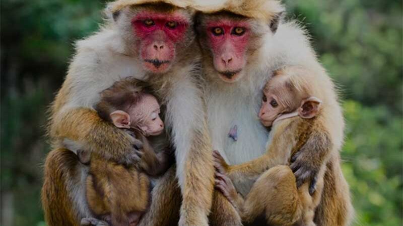 Sri Lanka defende acordo com empresa chinesa para enviar 100.000 macacos para zoológicos