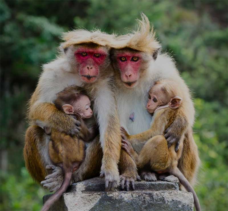 Sri Lanka defende acordo com empresa chinesa para enviar 100.000 macacos para zoológicos