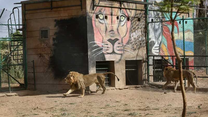 Cidadão luta para cuidar de santuário animal em meio à guerra no Sudão