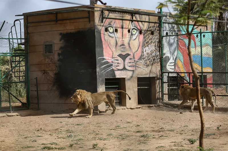 Cidadão luta para cuidar de santuário animal em meio à guerra no Sudão