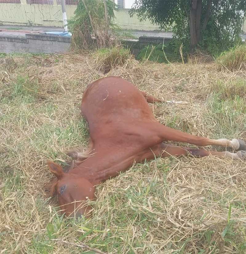 Três cavalos são encontrados mortos com suspeita de envenenamento em Jacareí, SP