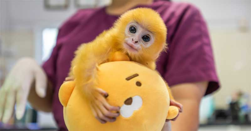 Macaco é abandonado pela família e resgatado por organização de proteção animal