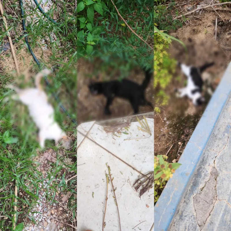Oito gatos são encontrados mortos e ONG de Gurupi (TO) desconfia que animais foram envenenados