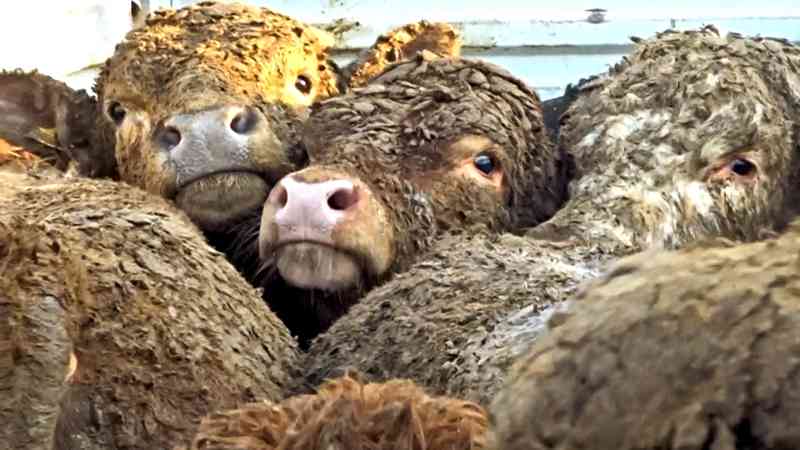 ONG consegue na Justiça Federal a proibição da exportação de gado vivo