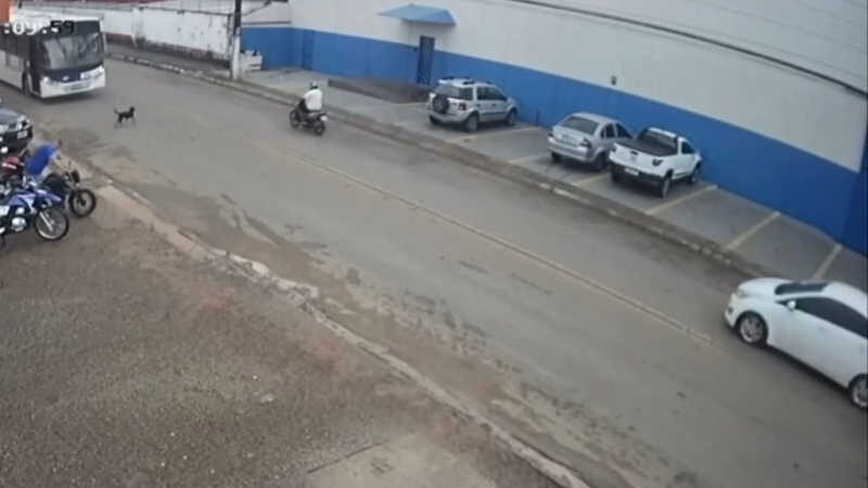 Câmera flagra ônibus atropelando cachorro em Rio Branco, AC; VÍDEO