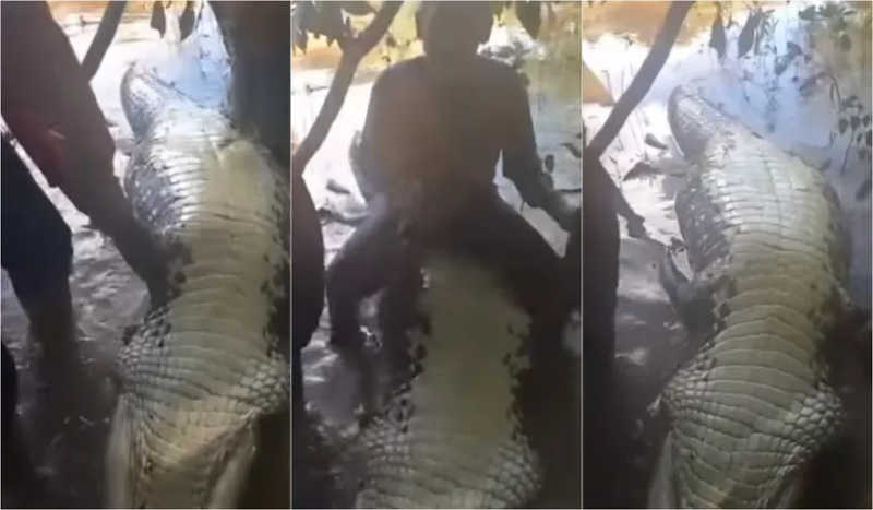 Ibama vai investigar vídeo em que pescadores aparecem comemorando após abaterem jacaré gigante em rio no AC