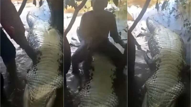 Equipe do Ibama tenta identificar pescadores que aparecem em vídeo comemorando abate de jacaré gigante no Acre