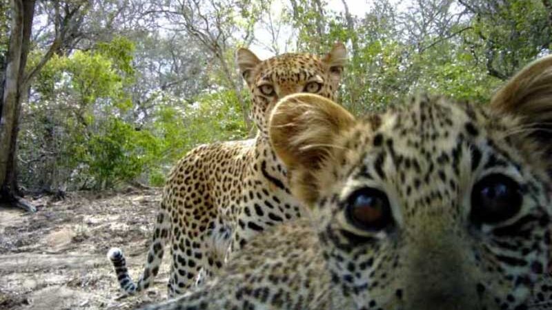 Em parceria com grupos tradicionais da África, ação de ONG poupa leopardos de rituais