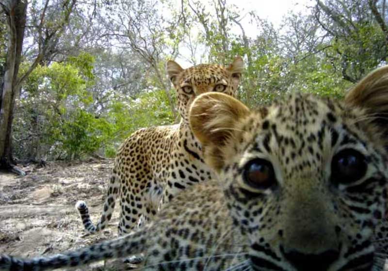 Em parceria com grupos tradicionais da África, ação de ONG poupa leopardos de rituais