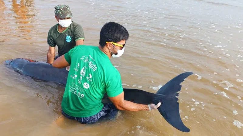 Golfinho é resgatado após encalhar em praia do município de Coruripe, AL
