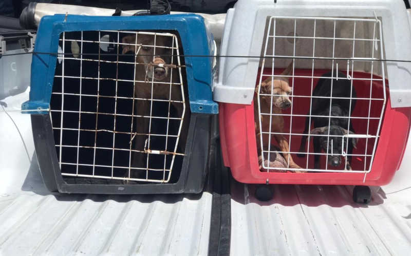 Tutor morre e Polícia Civil resgata três cachorros vítimas de maus-tratos em Maceió, AL