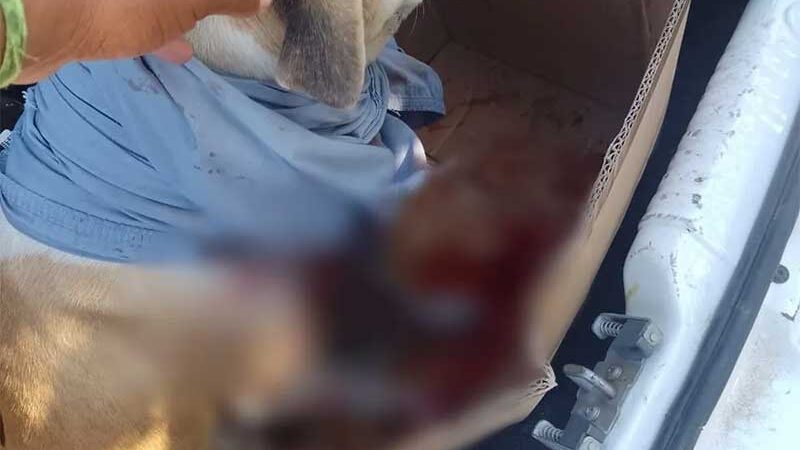 Polícia investiga crime de maus-tratos contra cachorro esfaqueado em Viçosa, AL