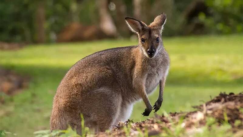 Extermínio: Austrália avalia abate em massa de cangurus para evitar que animais morram de fome