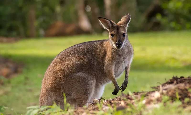 Extermínio: Austrália avalia abate em massa de cangurus para evitar que animais morram de fome