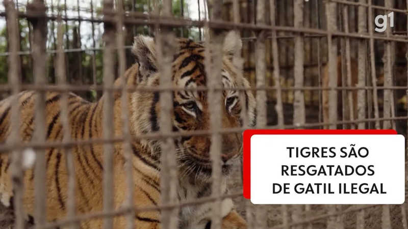 Dois tigres são resgatados de cativeiro ilegal na Argentina; vídeo