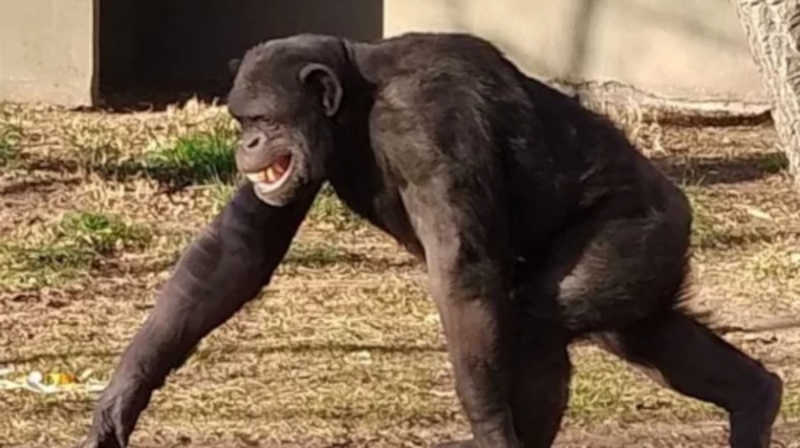 Argentina: Suprema Corte de Rio Negro ordenou a transferência do chimpanzé Toti para um santuário