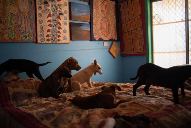Algumas das dezenas de cachorros que Gloria Morales cuida em sua casa em Yuendumu, no Território do Norte da Austrália [Courtesy of Francis Macindoe/Warlukurlangu Artists]