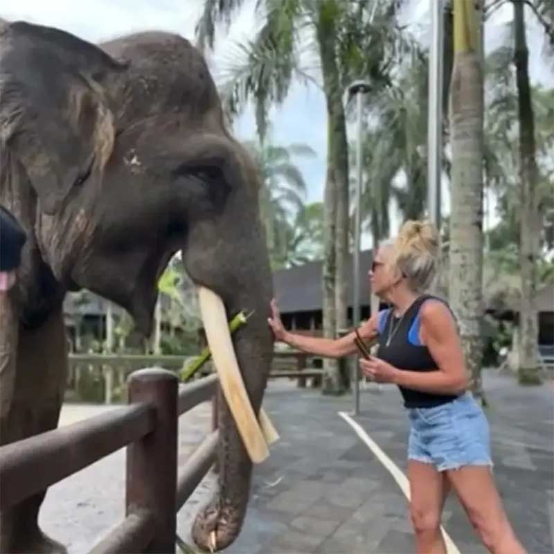 Beth Bogar estava no parque Mason Elephant Park & ​​Lodge quando se aproximou de um elefante e foi mordida — Foto: Reprodução/WMUR