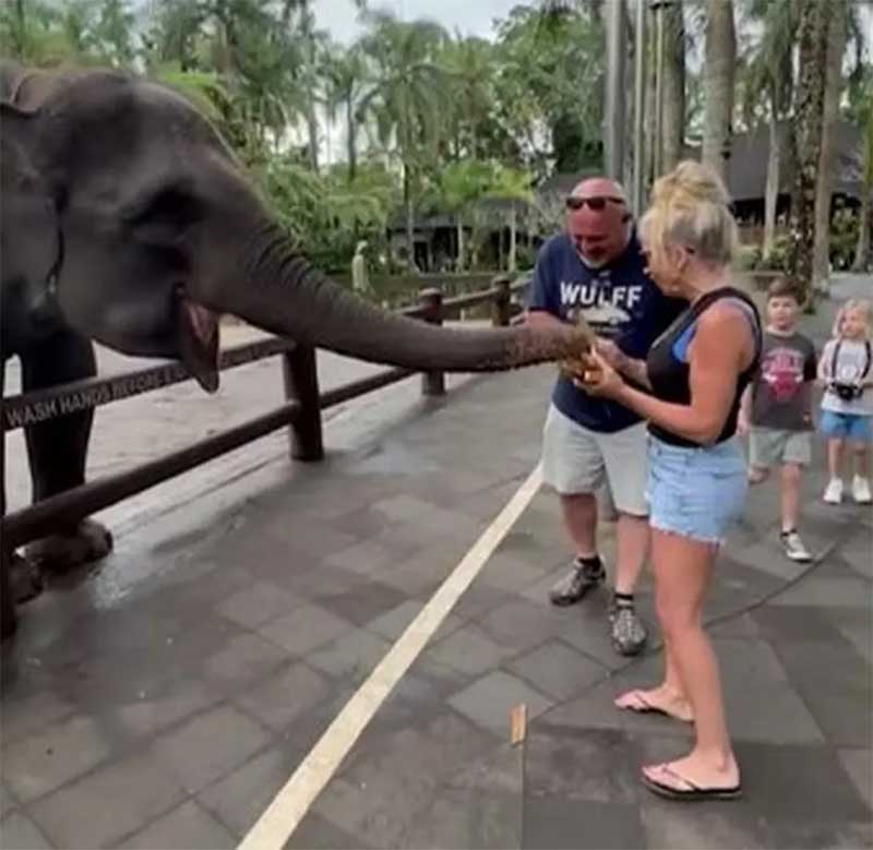 Beth Bogar brinca com elefante em Bali — Foto: Reprodução/WMUR