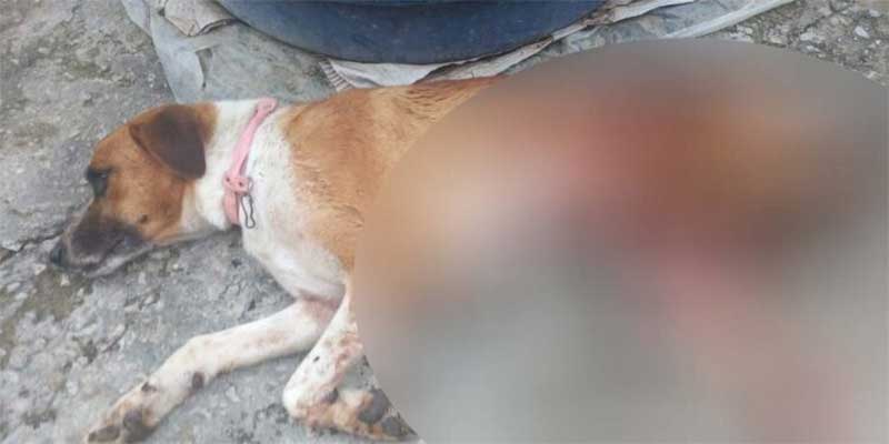 Homem é suspeito de matar cachorro com tiro de espingarda em Jacobina, BA