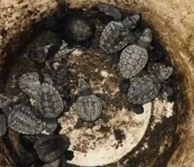 Quarenta filhotes de tartaruga se perdem por causa de faróis e são resgatados em rodovia na Bahia
