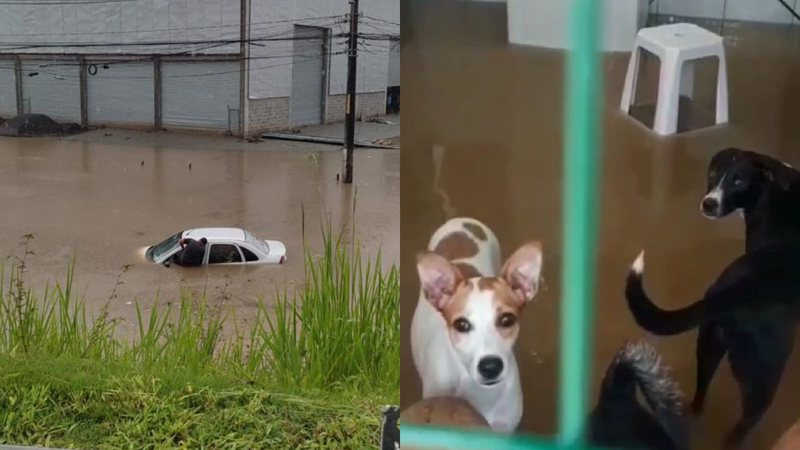 Chuvas intensas destroem abrigo de animais em Salvador: ‘estamos desesperados’; vídeo