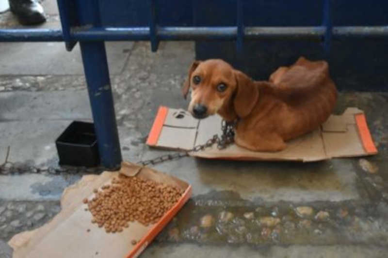 PM encontra cão desnutrido e prende tutor em Vitória da Conquista, BA