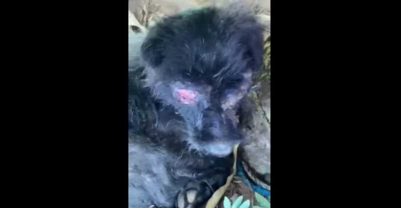 Comerciante é presa após Polícia Ambiental encontrar cão com ferimentos e bicheira, em Barbalha, CE