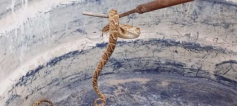 Serpentes são a maioria dos animais resgatados no Ceará; veja o que fazer se encontrar uma