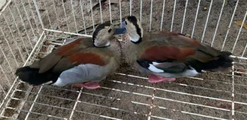 19 aves silvestres são apreendidas em cativeiro ilegal, em Fortaleza, CE