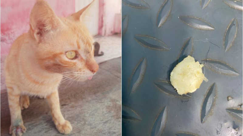Gato em situação de rua é encontrado em Várzea Alegre (CE) com a boca selada com cola quente