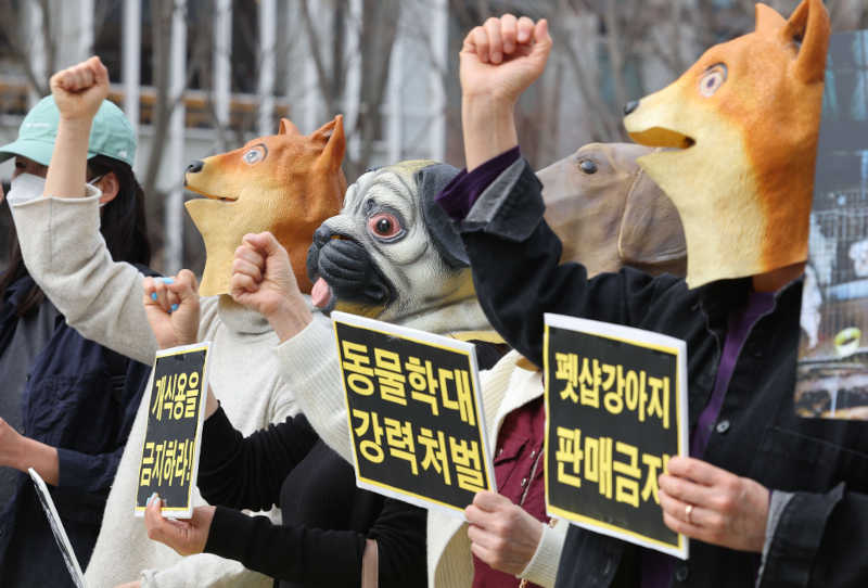 ​Ativistas dos direitos dos animais realizaram uma manifestação na ​praça Gwanghwamun, no centro de Seul, ​pedindo uma punição apropriada para ​o homem responsável pela morte de mais de 1.000 cães e gatos. [YONHAP]