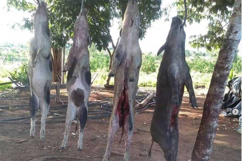Clube de caça expõe javalis mortos após abate - Divulgação
