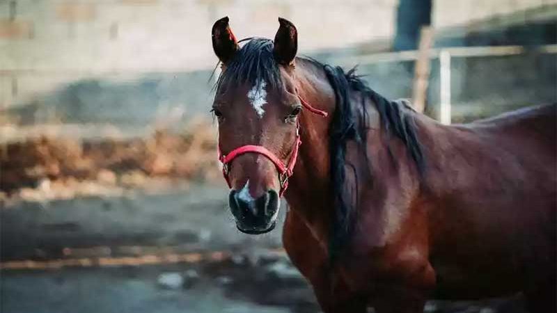 Corridas de cavalos: lesões e sacrifícios impactam fãs e críticos