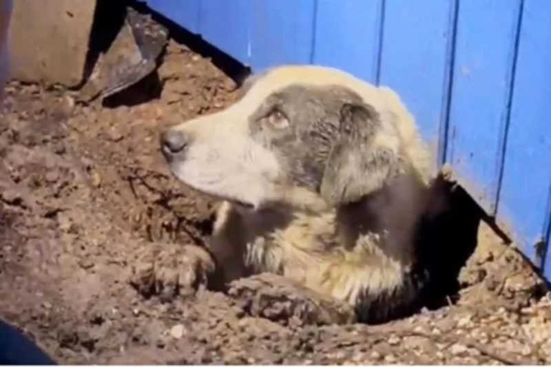Equipe de jornalistas resgata cachorro soterrado após tornado; vídeo
