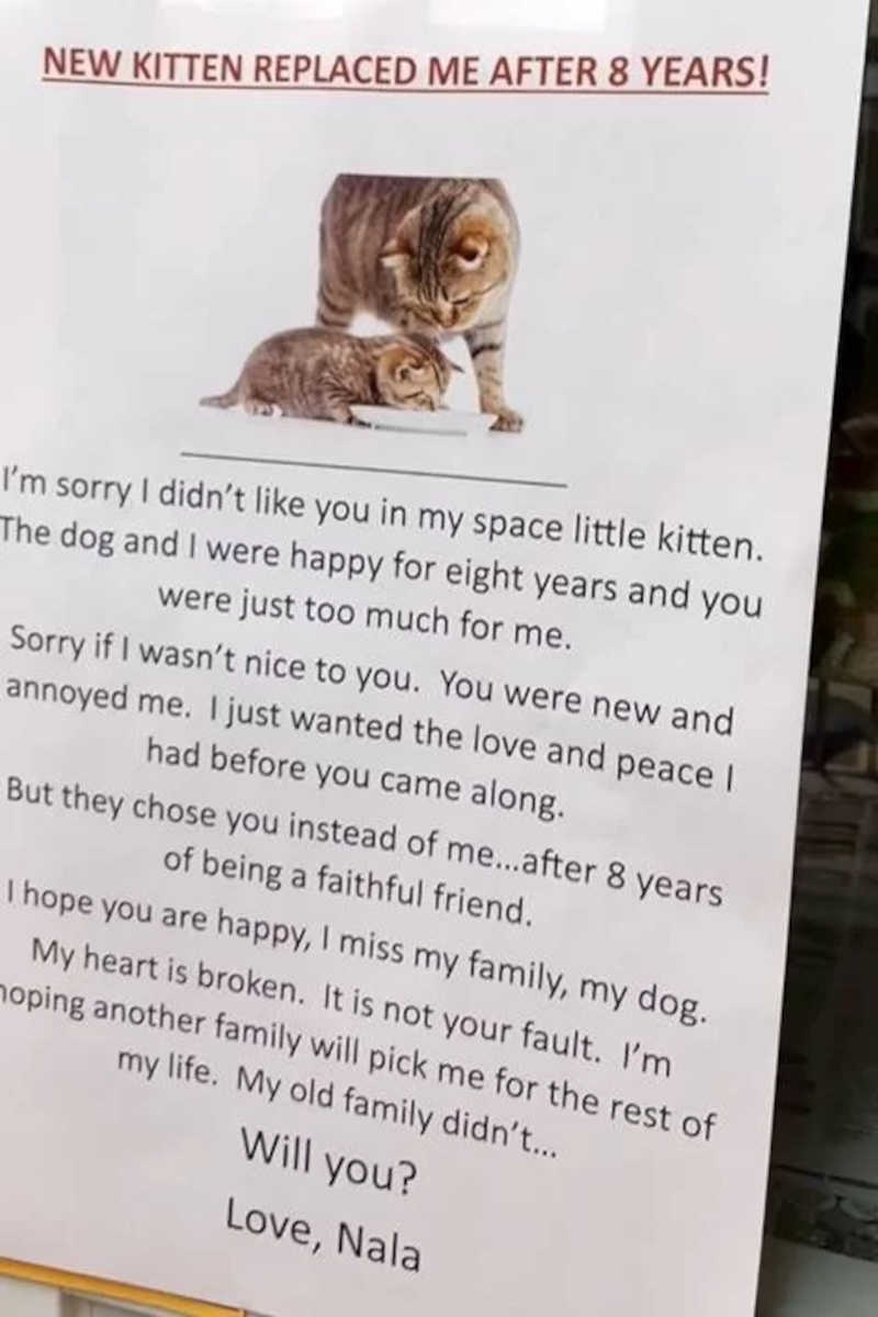 A ONG fez uma “carta” de Nala para o outro gatinho. 
Foto: Reprodução/ Instagram