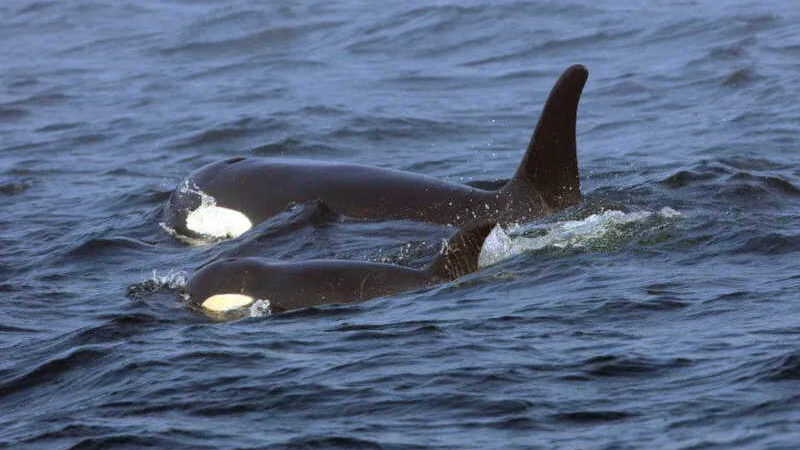 Orcas afundam barcos na Europa e podem estar ensinando outras a fazer o mesmo, diz site