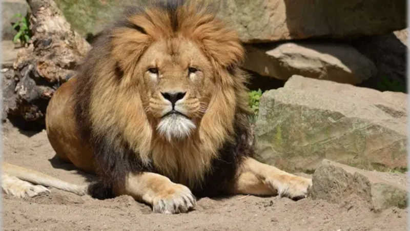 Homem é comido por leões ao tentar alimentar os animais em zoológico