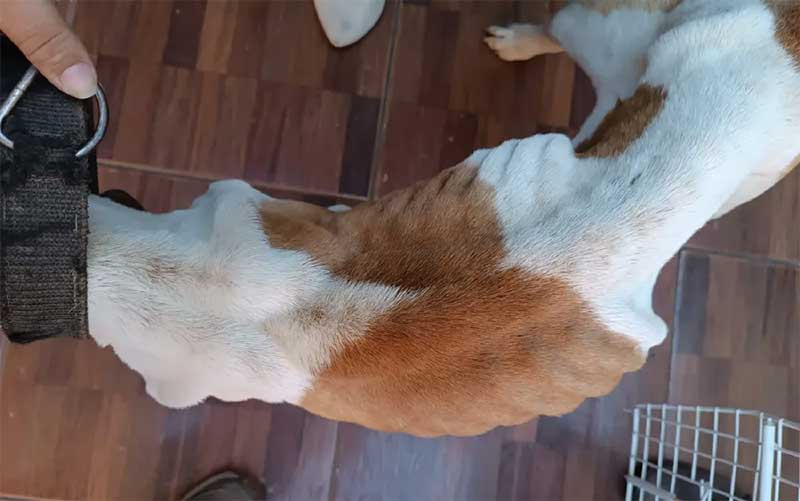 Após ser resgatado, pitbull ficou sob cuidados veterinários, em Caldas Novas — Foto: Divulgação/Polícia Civil