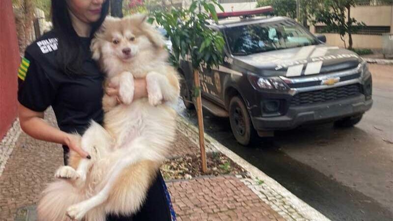Polícia resgata cão agredido pelo tutor no prédio onde mora em Goiânia, GO
