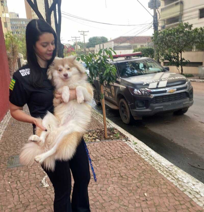 Polícia resgata cão agredido pelo tutor no prédio onde mora em Goiânia, GO