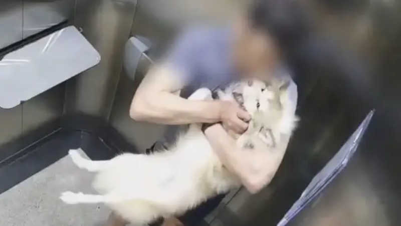 Suspeito de enforcar e espancar filhote de husky siberiano é preso em Goiânia, GO; vídeo