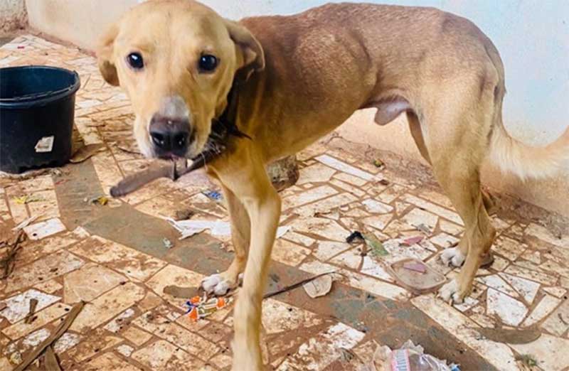 Cachorro desnutrido e vítima de maus-tratos é resgatado em Petrolina de Goiás, GO